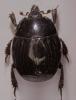 Margarinotus striola succicola
